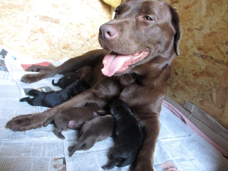 Des Syremines - Labrador Retriever - Portée née le 16/07/2015